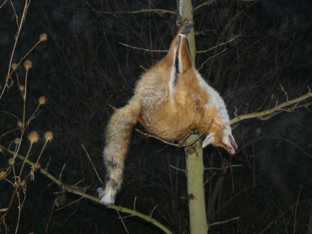 lisacik uz dopoloval..