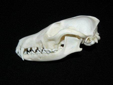 skusal som sa pohrat s preparaciou lebky..2