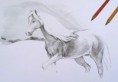 /album/polovnicke-umenie/haflinger-jpg/
